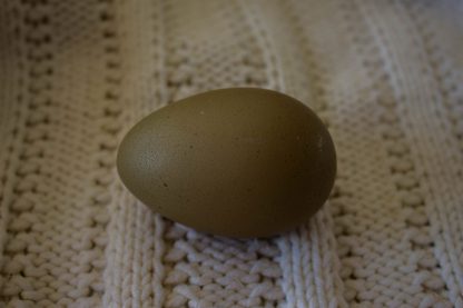 Olive Egger eggs ( 1st-3rd generation eggs)