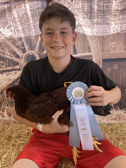 Rhode Island Red Chicken (Exhibition Type)