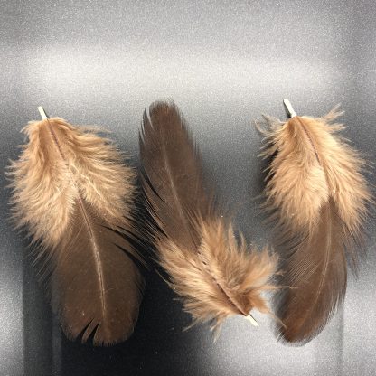 Rhode Island Red Exhibition feathers
