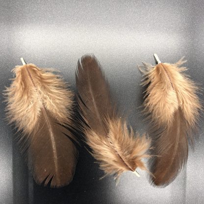 Rhode Island Red Exhibition feathers