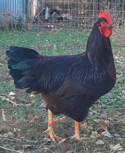 Rhode Island Red Exhibition Type