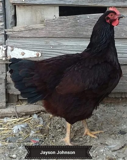 Rhode Island Red Exhibition Type