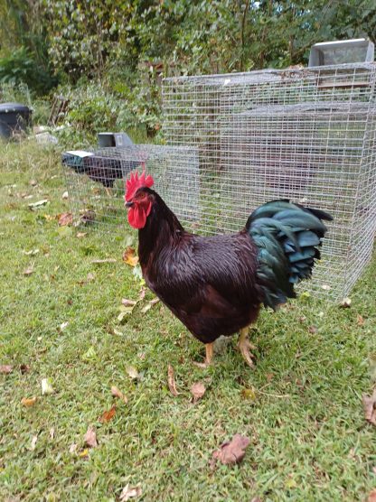 Rhode Island Red Exhibition Type