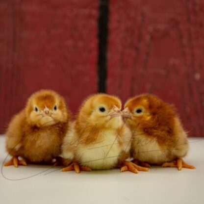 Rhode Island Red Chicken (Exhibition Type) - Image 3