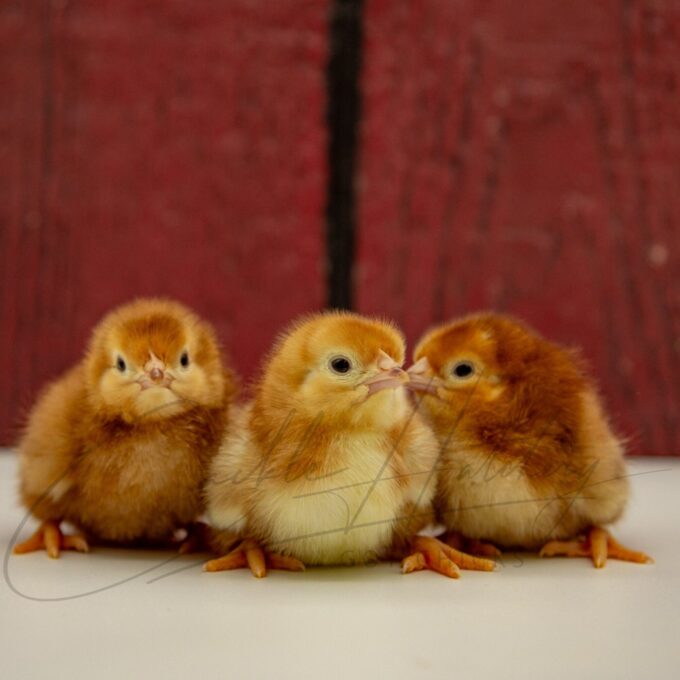 Rhode Island Red Exhibition Type Chicks