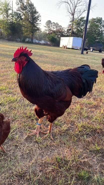 Rhode Island Red Exhibition Type Photo Credit Alexander Chorba