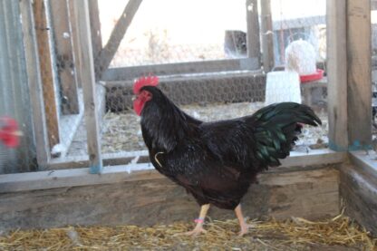 Rhode Island Red Exhibition Type