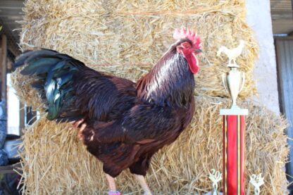 Rhode Island Red Chicken (Exhibition Type)