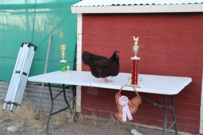 Rhode Island Red Exhibition Type