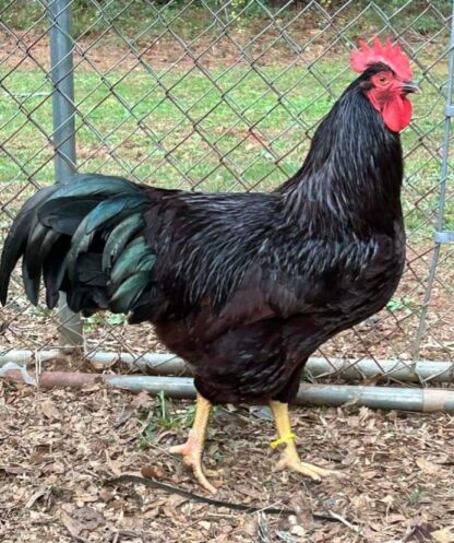 Rhode Island Red Exhibition Type