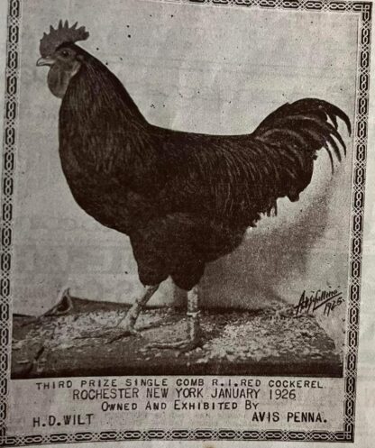 Rhode Island red Exhibition Type