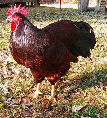 Rhode Island red Exhibition Type