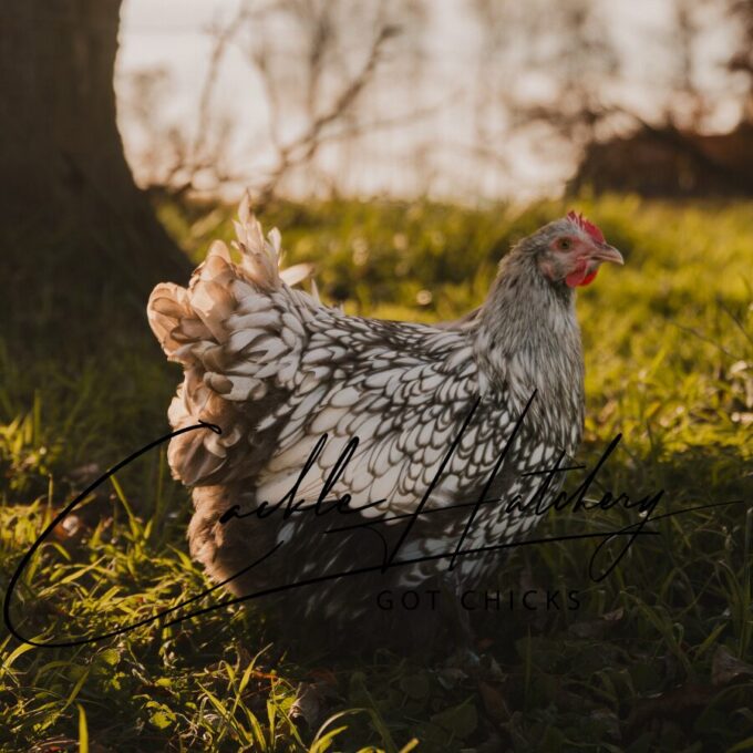 Silver Laced English Orpington Chicken - Image 2