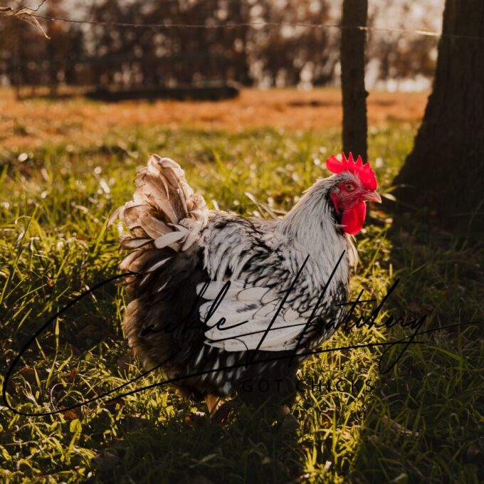 Silver Laced English Orpington Chicken - Image 6