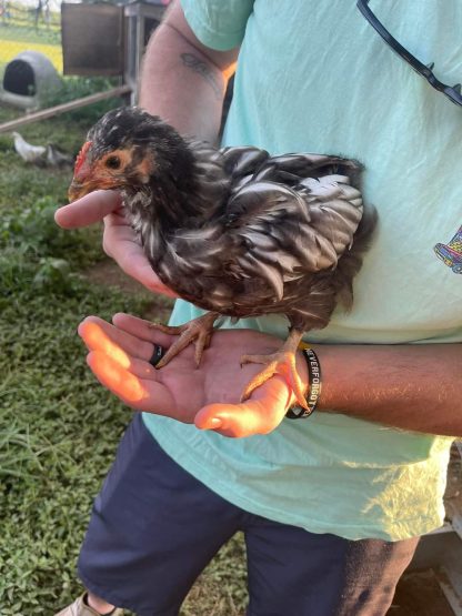 Silver Laced English Orpington