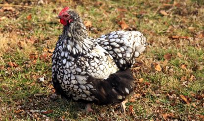 Silver Laced English Orpington - Hen