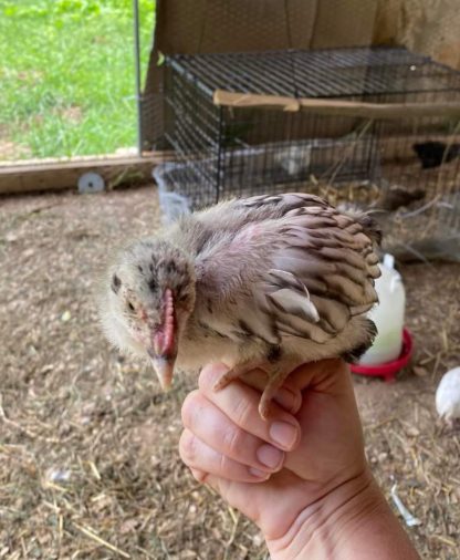 Silver Laced English Orpington