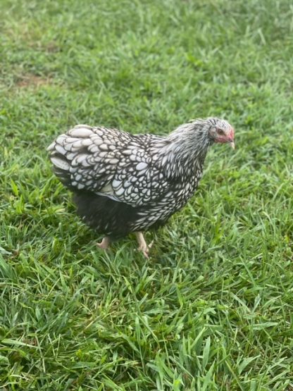 Silver Laced English Orpington