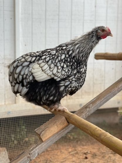 Silver Laced English Orpington