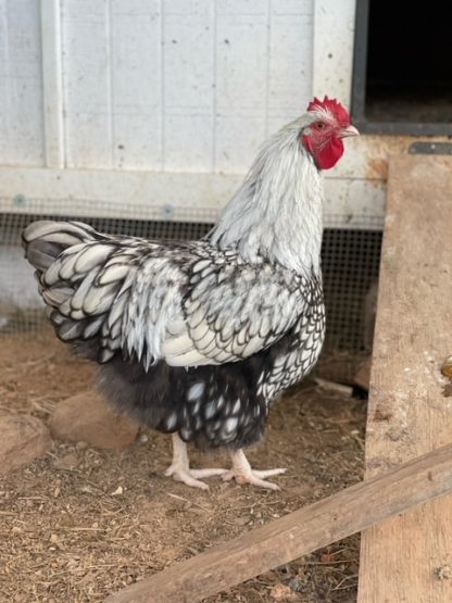 Silver Laced English Orpington