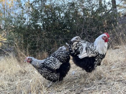 Silver Laced English Orpington