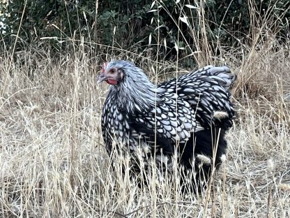 Silver Laced English Orpington