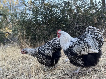 Silver Laced English Orpington