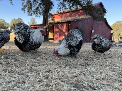 Silver Laced English Orpington