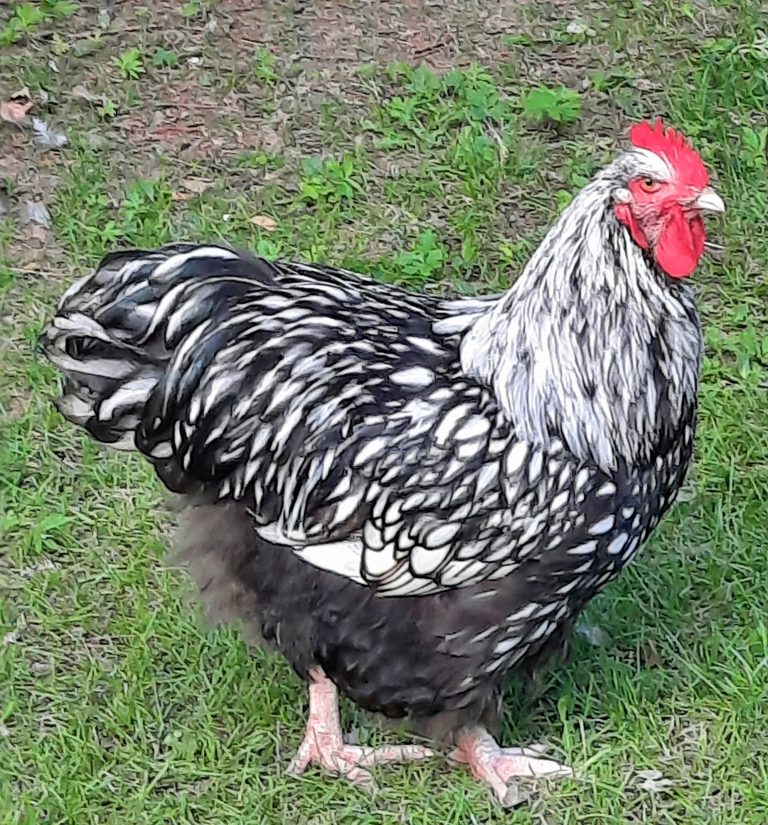 Silver Laced English Orpington