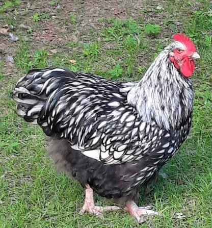 Silver Laced English Orpington