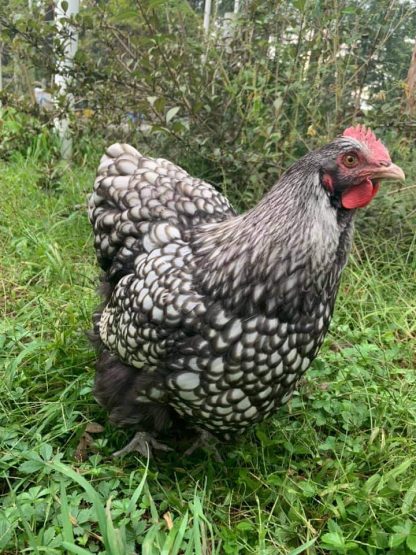 Silver Laced English Orpington Chicken