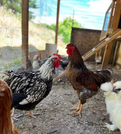 Silver Laced Orpington Chicken