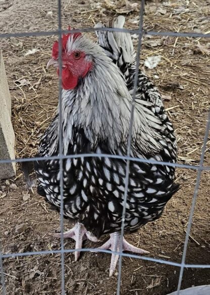 Silver Laced Orpington