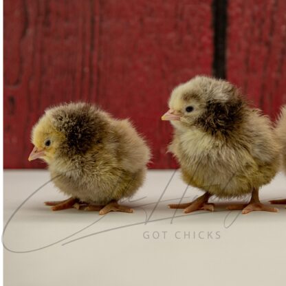 Silver Laced English Orpington Chicken - Image 3