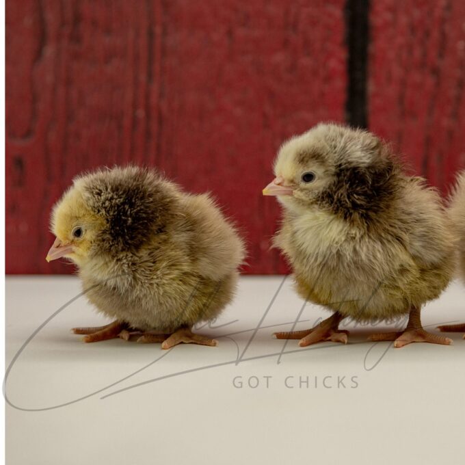 Silver Laced Orpington Chicks