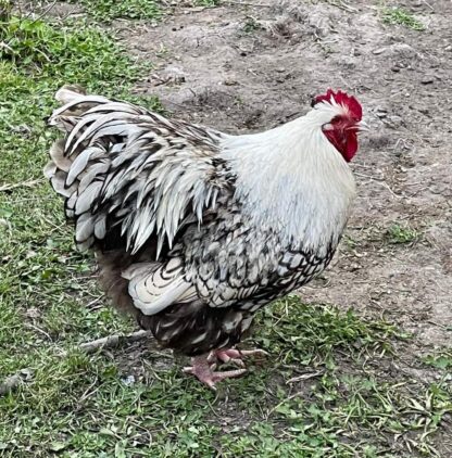 Silver laced orpington