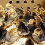 Bantam Chicks Ready to Ship