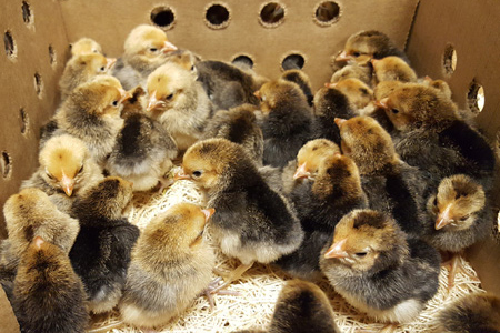 Bantam Chicks Ready to Ship