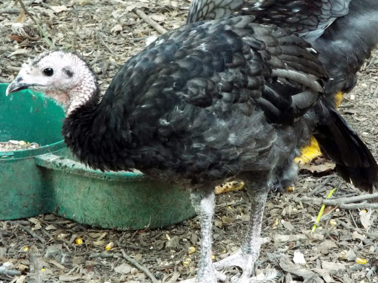 Blue Slate Turkey Turkey Poults for Sale Cackle Hatchery®