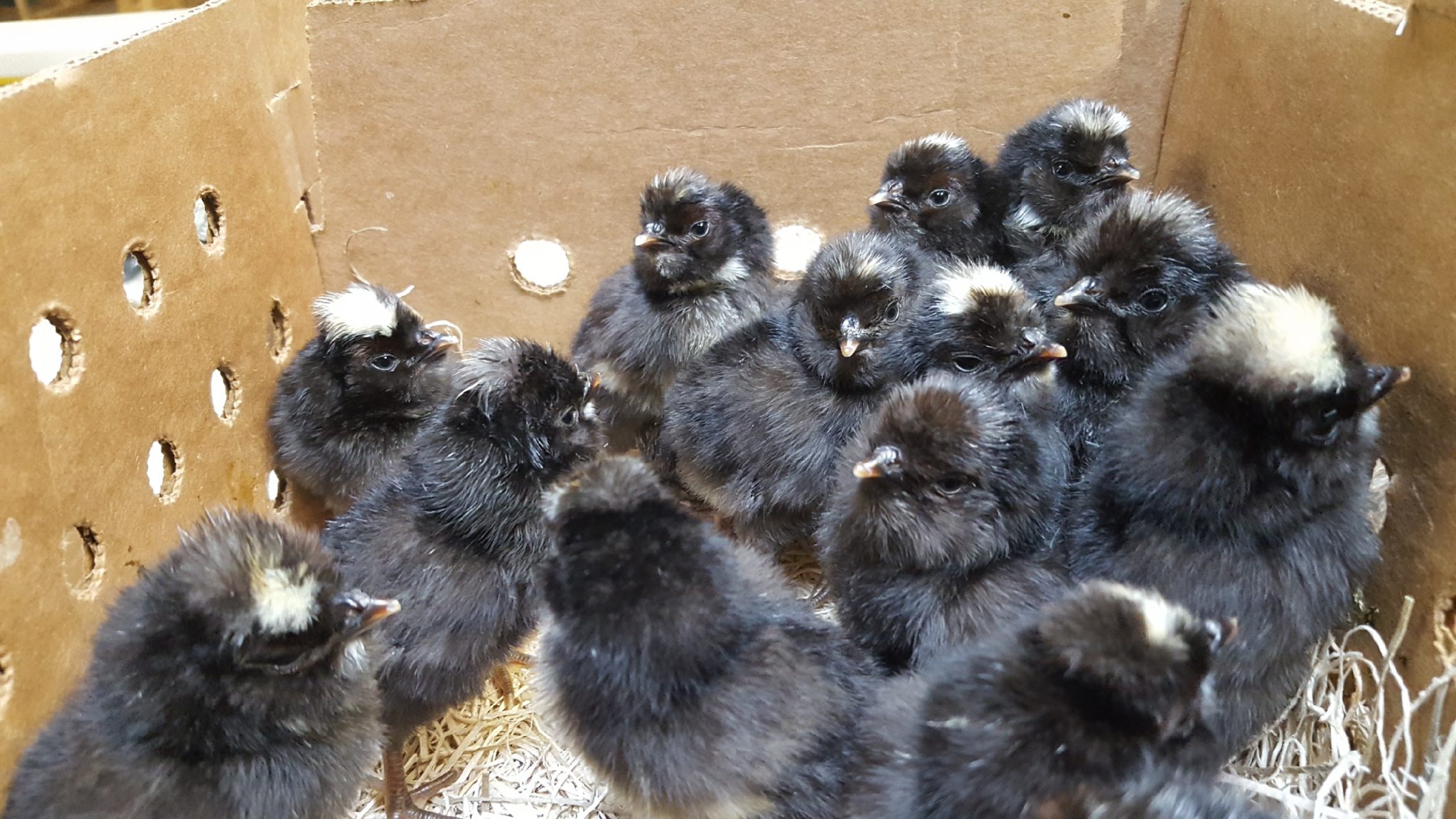 Crazy Cackle Toppies Cackle Hatchery