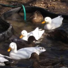 Assorted Call Ducks