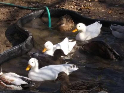 Assorted Call Ducks
