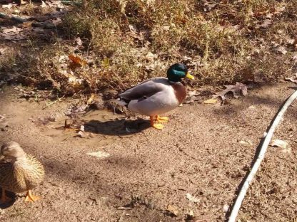 Assorted Call Ducks