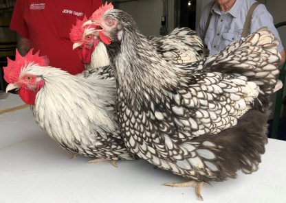Silver Laced English Orpington Chicken - Image 12