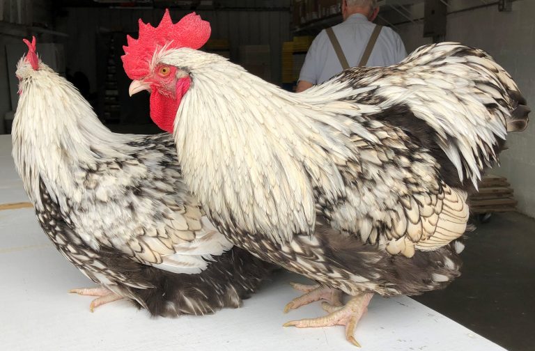 Silver Laced English Orpington Chicken - Image 11