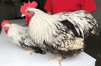 Silver Laced English Orpington Chicken