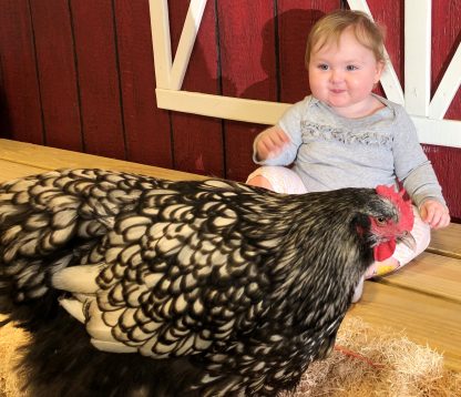Silver Laced English Orpington Chicken - Image 8