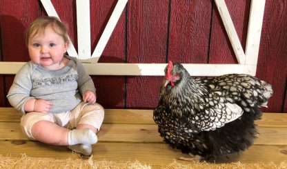 Silver Laced English Orpington Chicken