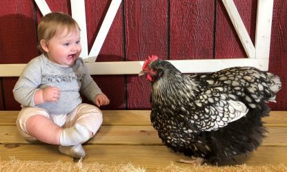 Silver Laced English Orpington Chicken - Image 21