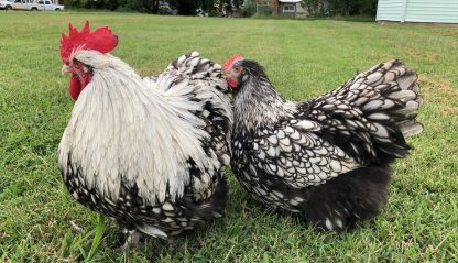 Silver Laced English Orpington Chicken - Image 20
